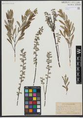 Foto von Salix tristis Aiton
